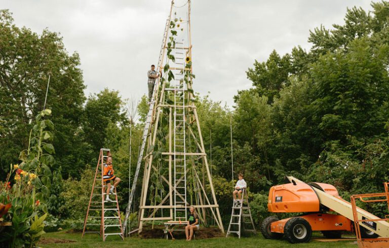 Ukrainian in the USA grew the world's tallest sunflower