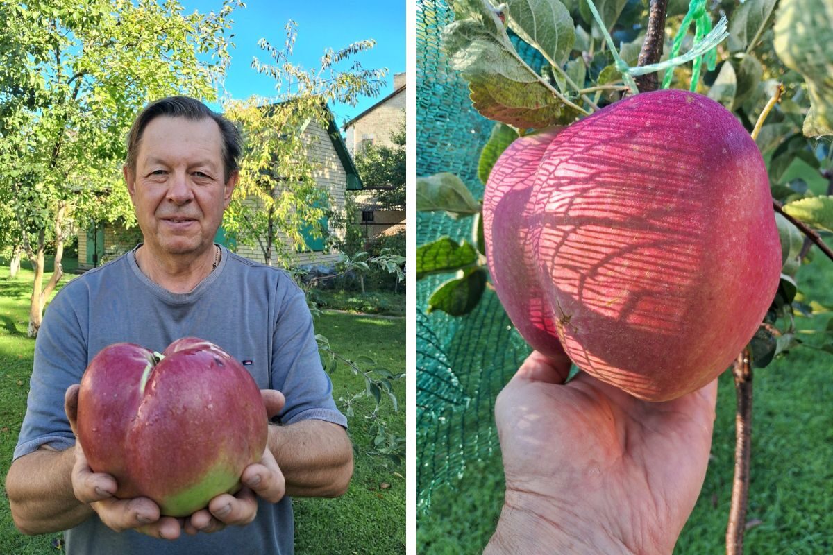 More than 1.2 kg: a Kyiv resident grew the largest apple in Ukraine More than 1.2 kg: a Kyiv resident grew the largest apple in Ukraine